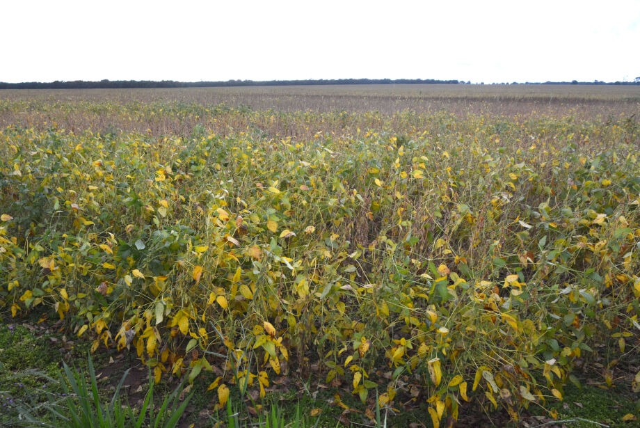 Soja fica proibida de ser cultivada em Mato Grosso do Sul a partir do dia 15 de julho