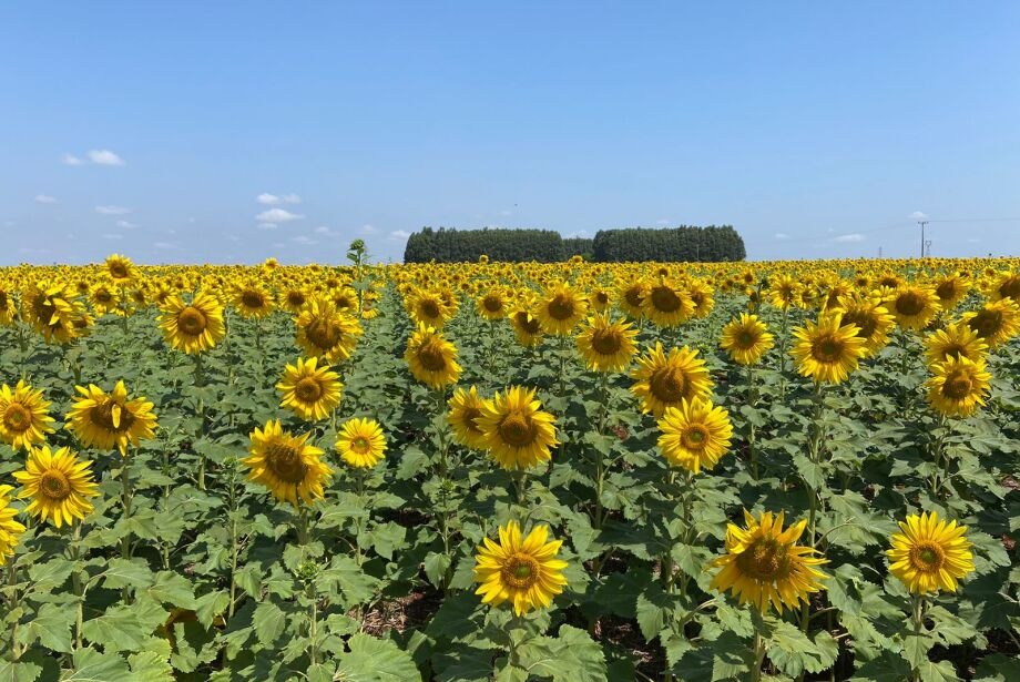 Plantação de girassóis volta a fazer sucesso e promete virar 'ponto turístico' de Campo Grande