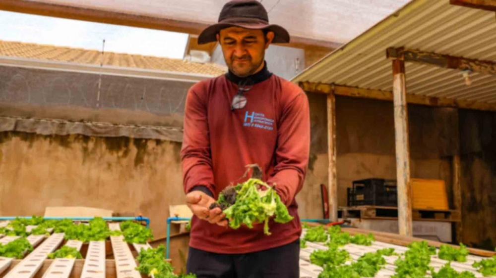 Com calorão, verduras vão para o lixo e produtores amargam prejuízo de até 70%