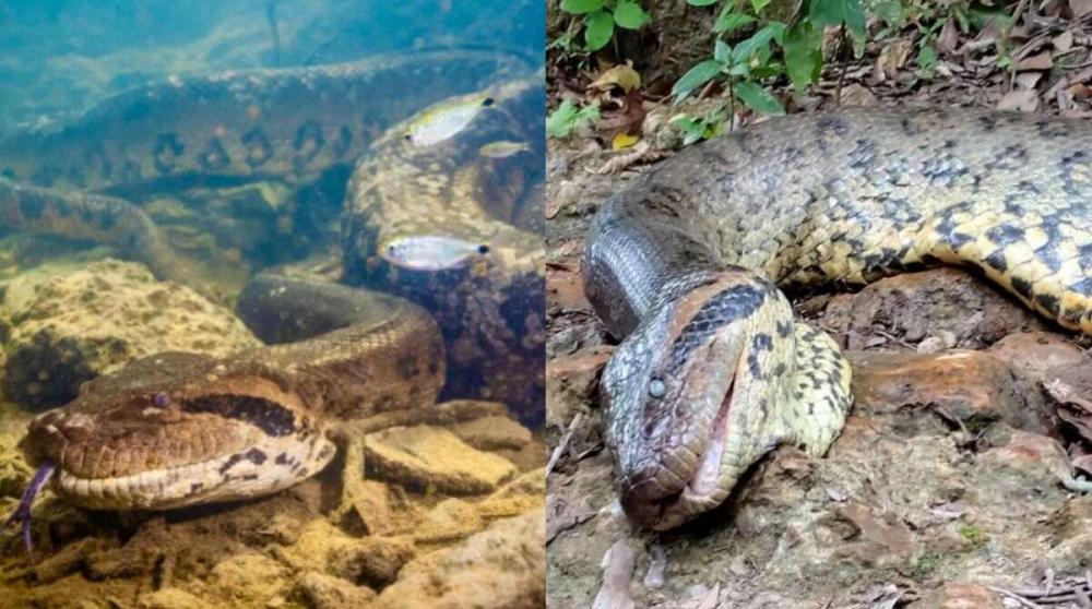 Ícone de Mato Grosso do Sul, sucuri Anajulia é morta a tiros em Bonito